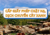 Hướng dẫn thủ tục Cấp giấy phép chặt hạ, dịch chuyển cây xanh